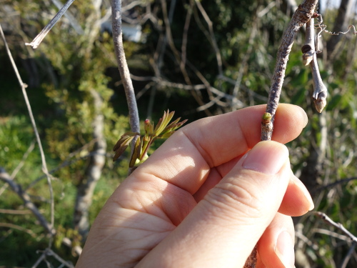 Vine of five-leafed akebi