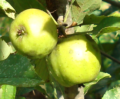 Alps Otome Apple