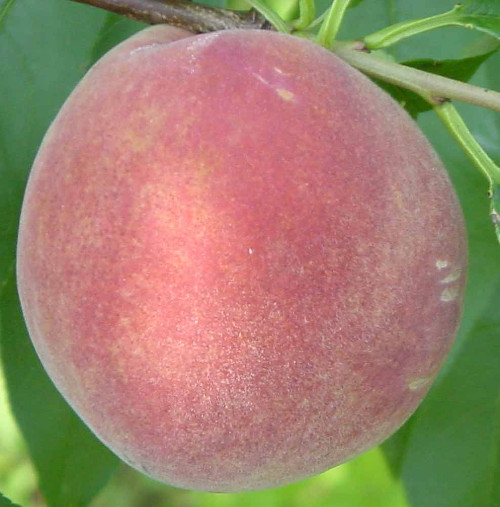 Kawanakajima White Peach