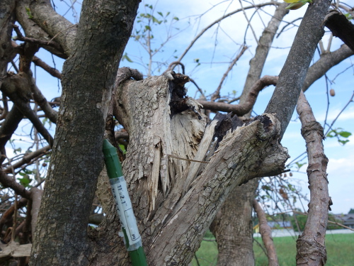 台風で折れた柿の木