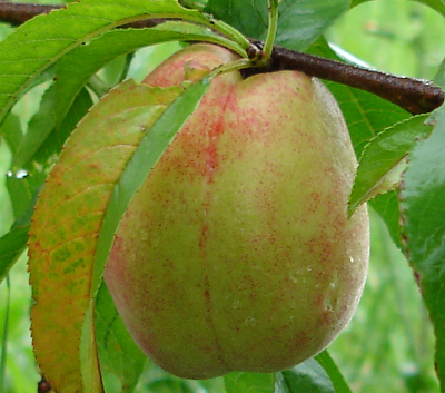 Tamaki Peach