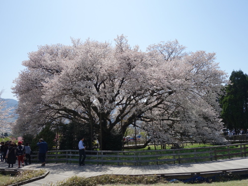 北北東から見た一心行の大桜