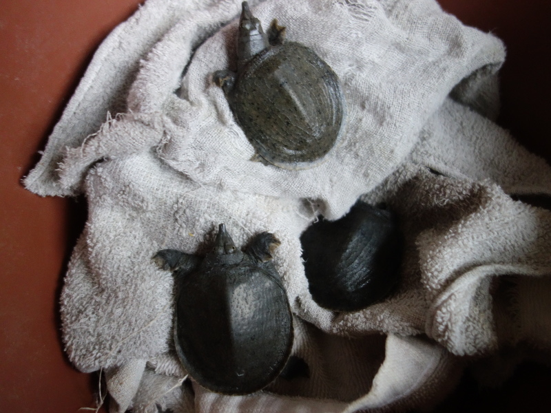 赤ちゃんスッポン