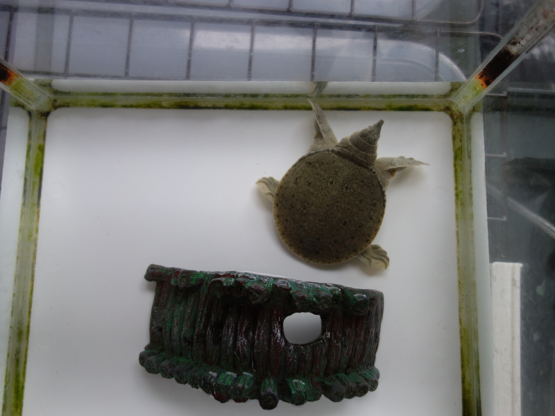 赤ちゃんスッポン