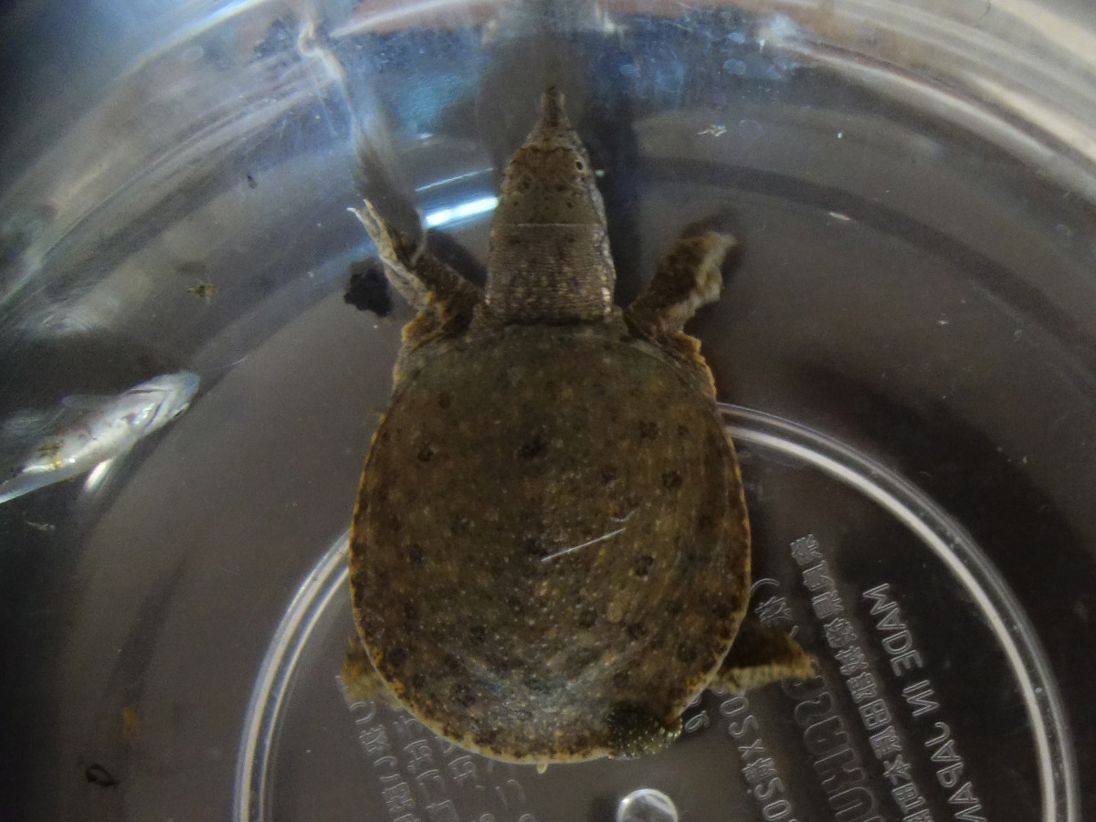 赤ちゃんスッポンに吸い付いたチスイビル