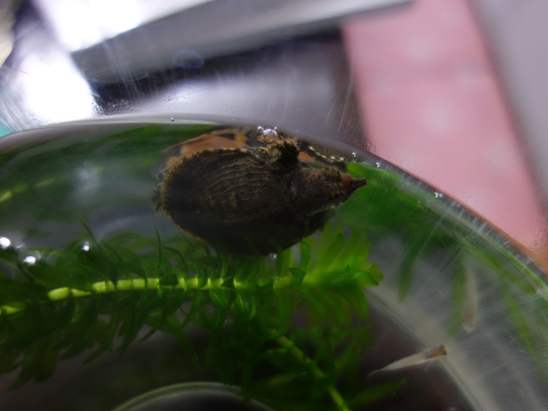 赤ちゃんスッポンに吸い付いたチスイビル