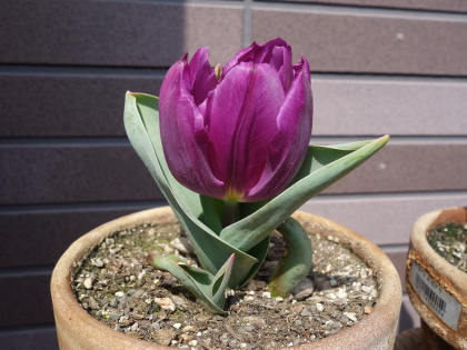 Tulip Murasaki