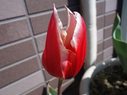 Tulip Aka ni Shiro
