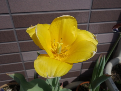 Tulip Kiiro