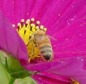 honeybee and cosmos