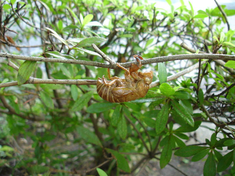 CicadaShells