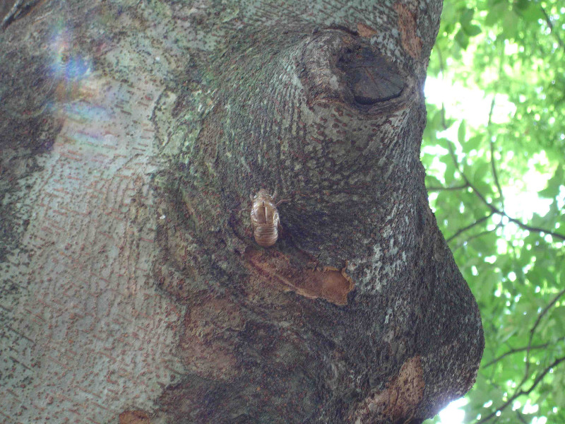 CicadaShells