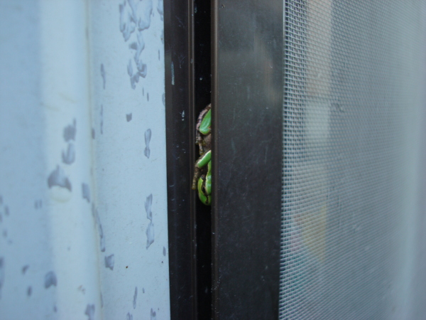 Hide-and-Seek of a Tree Frog