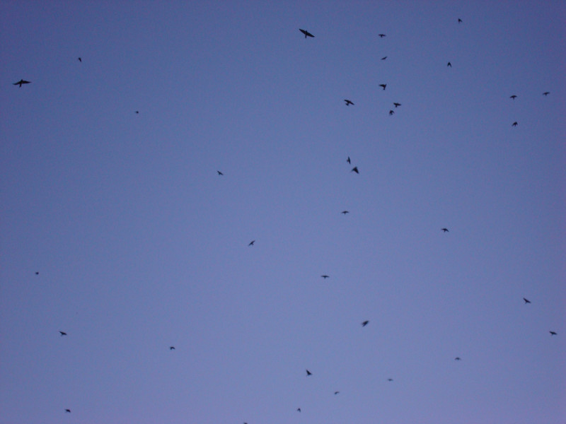 A Large Flock of Swallows