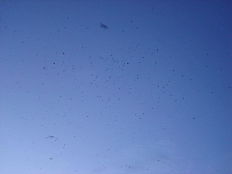 A Large Flock of Swallows