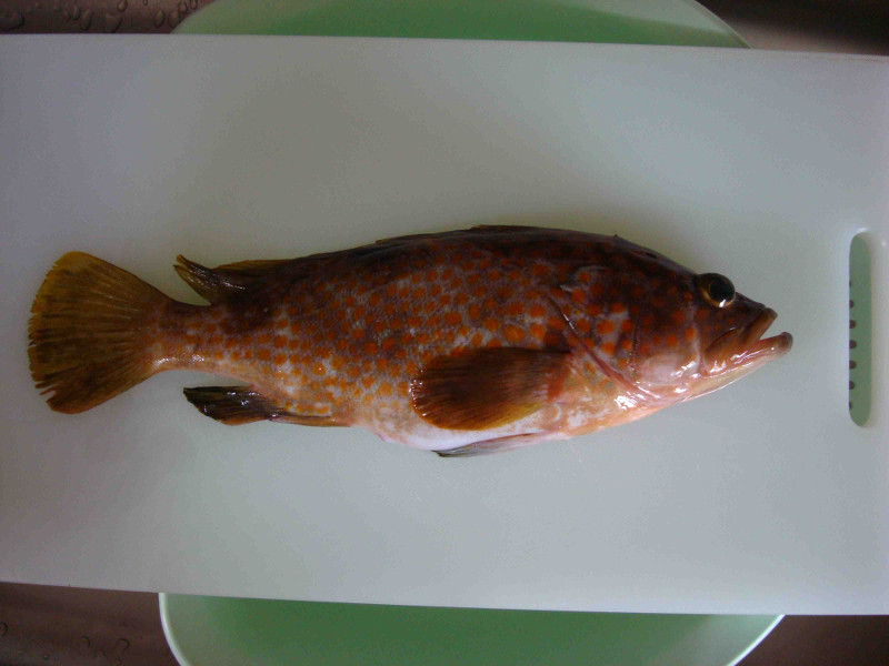 Red Spotted Grouper