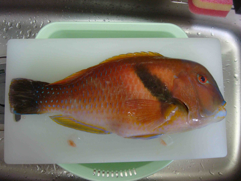 Scarbreast Tuskfish