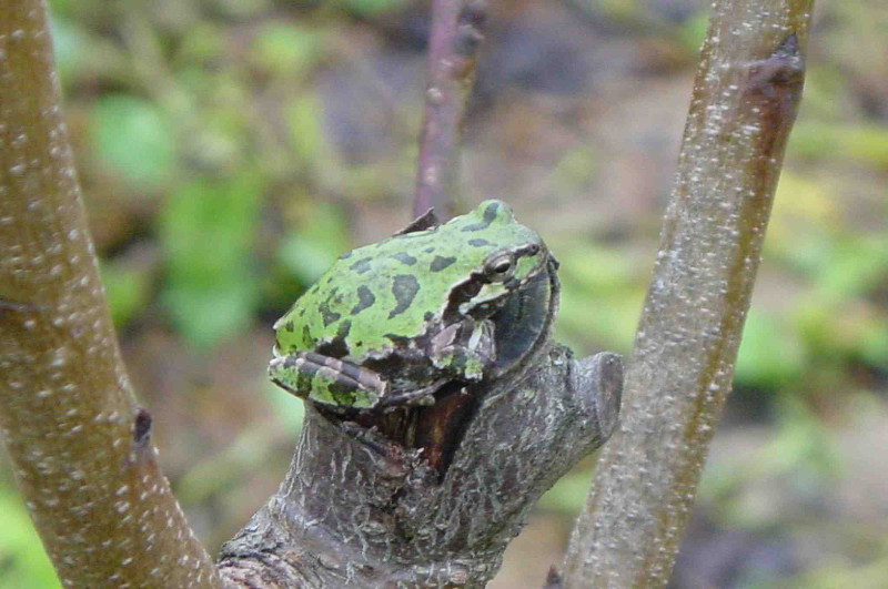 tree frog