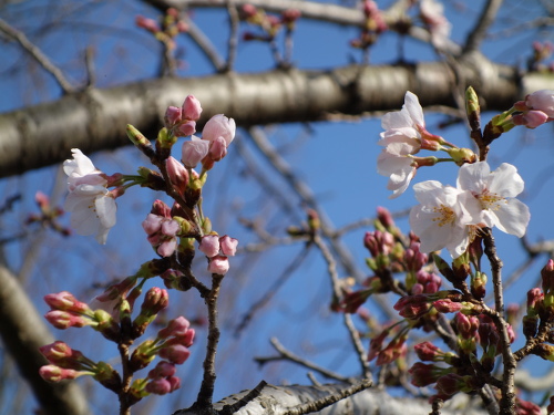 cherry blossom 2016