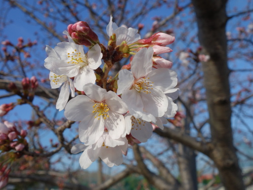 cherry blossom 2016