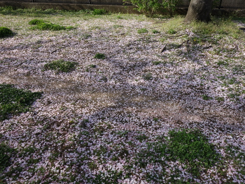 Cherry Blossom Petals