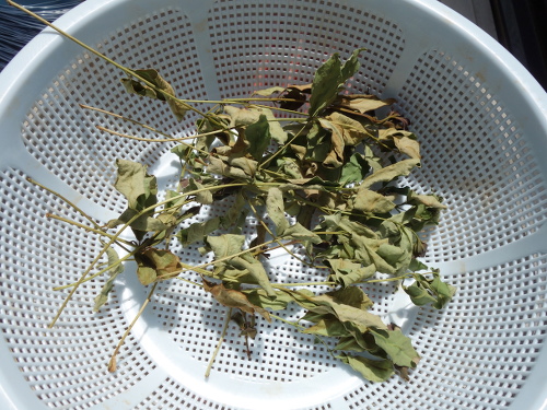 Dried leaves for guava tea