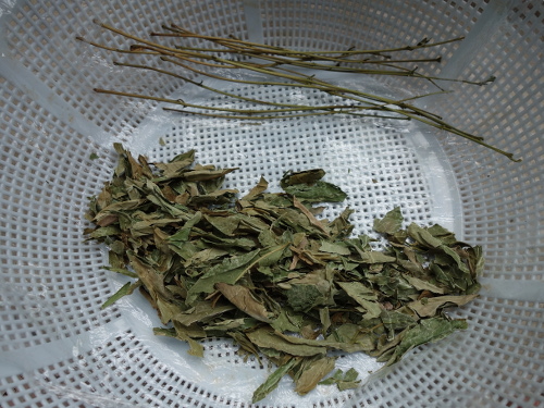 Dried leaves for guava tea