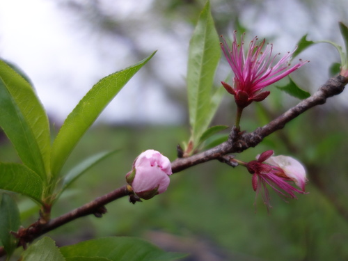 Flower of Kawanakajima Peach