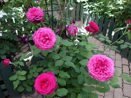 Goethe Rose