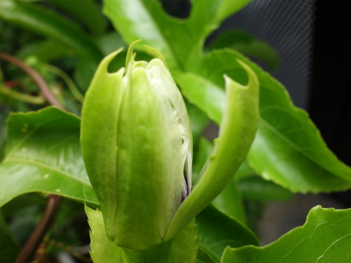 Bud of passion fruit is about to bloom
