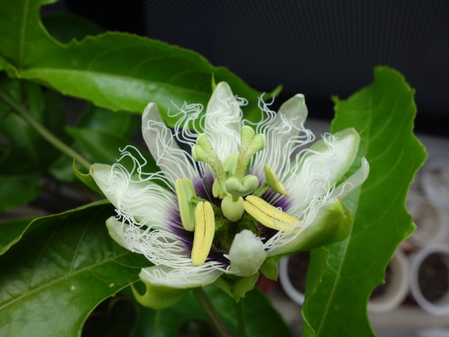 Flower of passion fruit