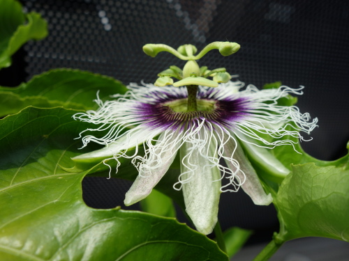 Flower of passion fruit