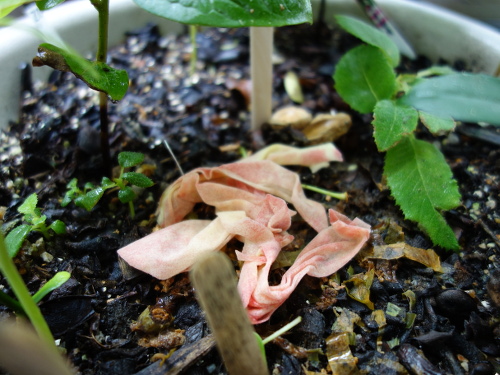 Peach peel in a planter