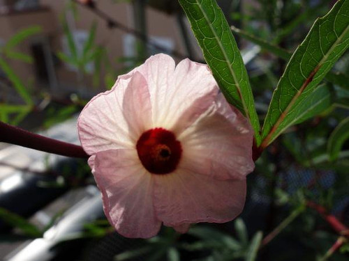 Flower of Roselle