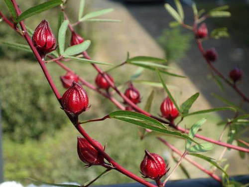Fruits of Roselle