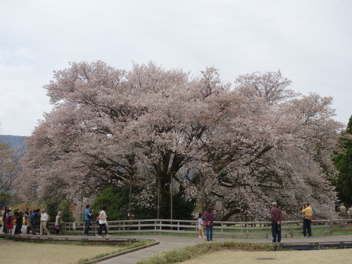 Transient Cherry Blossoms