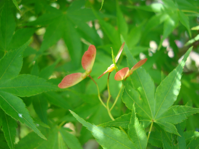 Alate Seeds of a Maple Tree