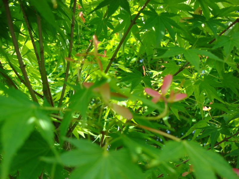Alate Seeds of a Maple Tree