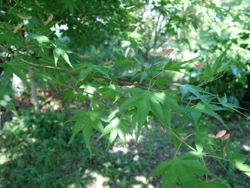 Seeds of a Maple