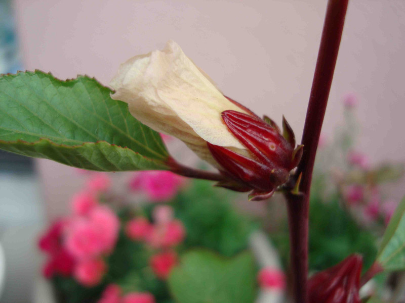 Hibiscus Roselle