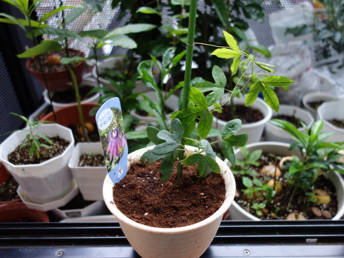 Passiflora Amethyst