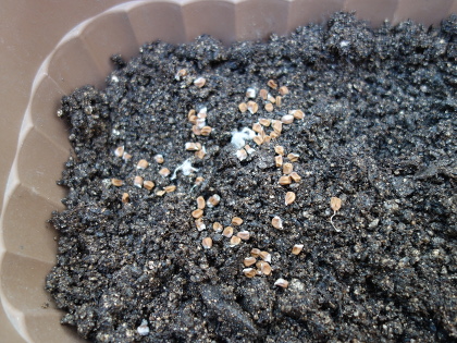 Seeds of Benny Okra