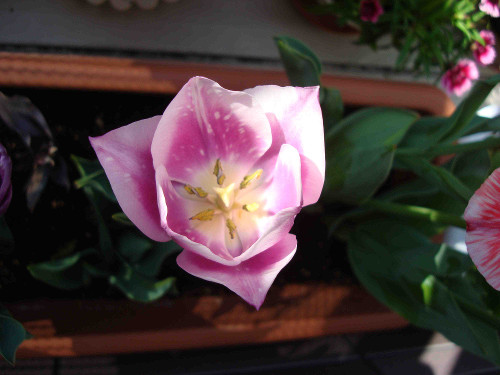 Tulip Flowering