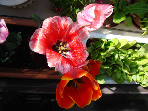 Tulip Flowering