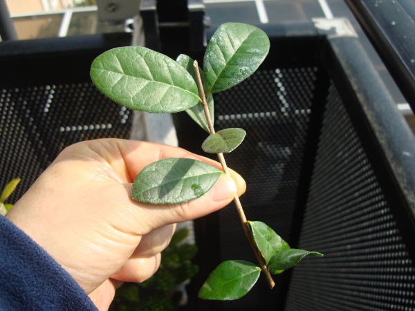 Cutting of Feijoa branch