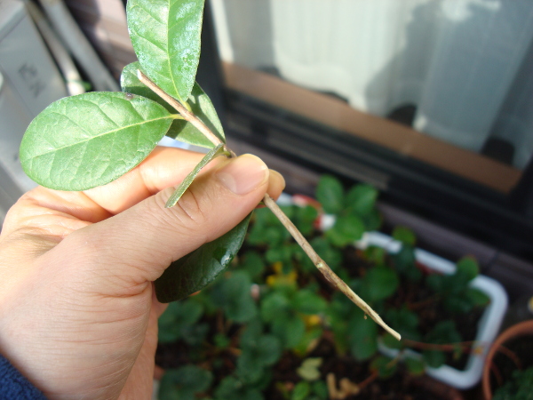 Cutting of Feijoa branch