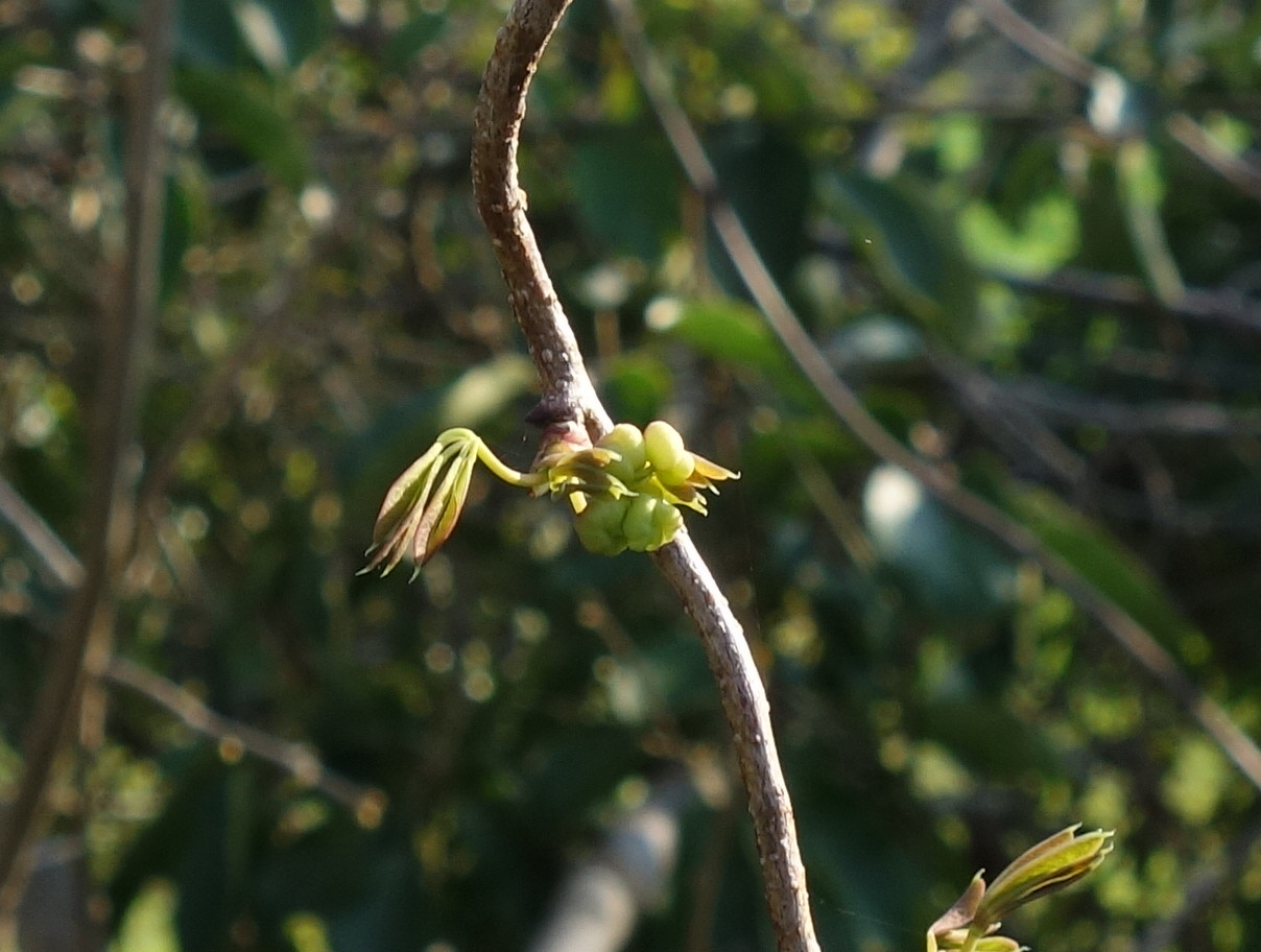Buds of five-leafed akebi