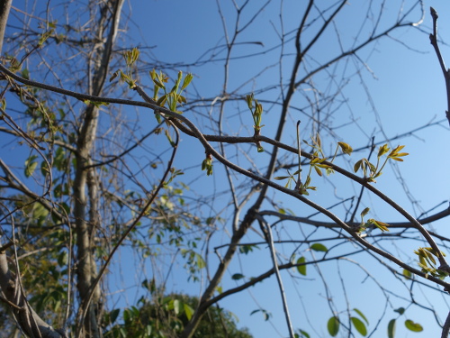 Vine of five-leafed akebi