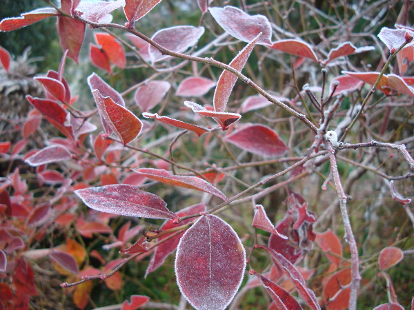 Frozen red leaves of blueberry