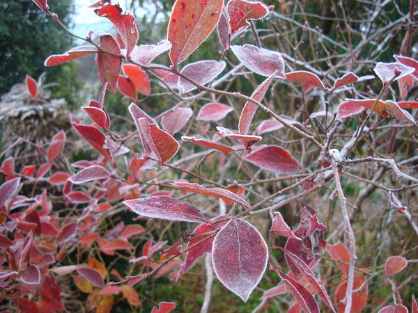 Frozen red leaves of blueberry